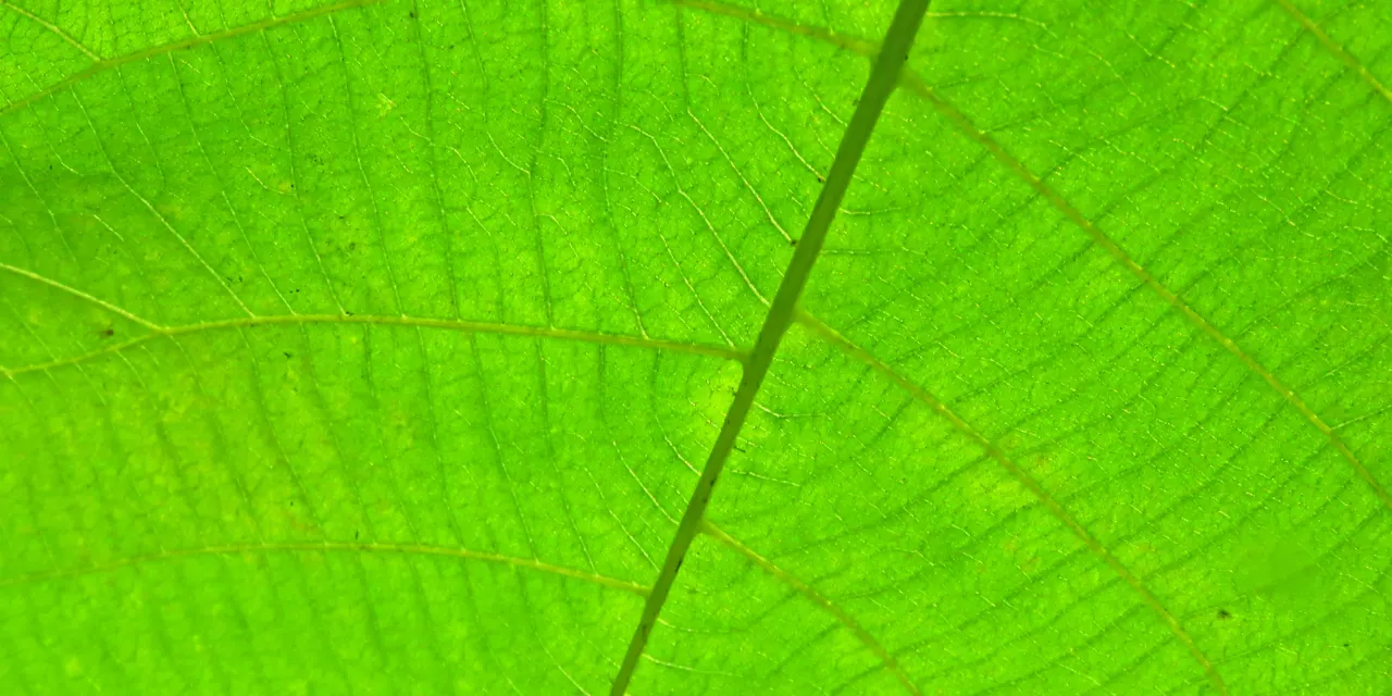 Macro photograph of a green leaf